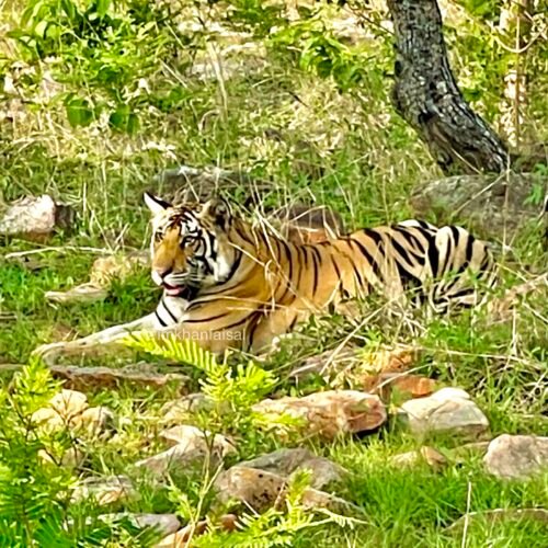 Safari della tigre del Bengala a Panna, Khajuraho