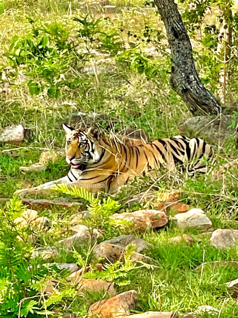 Safari della tigre del Bengala a Panna, Khajuraho