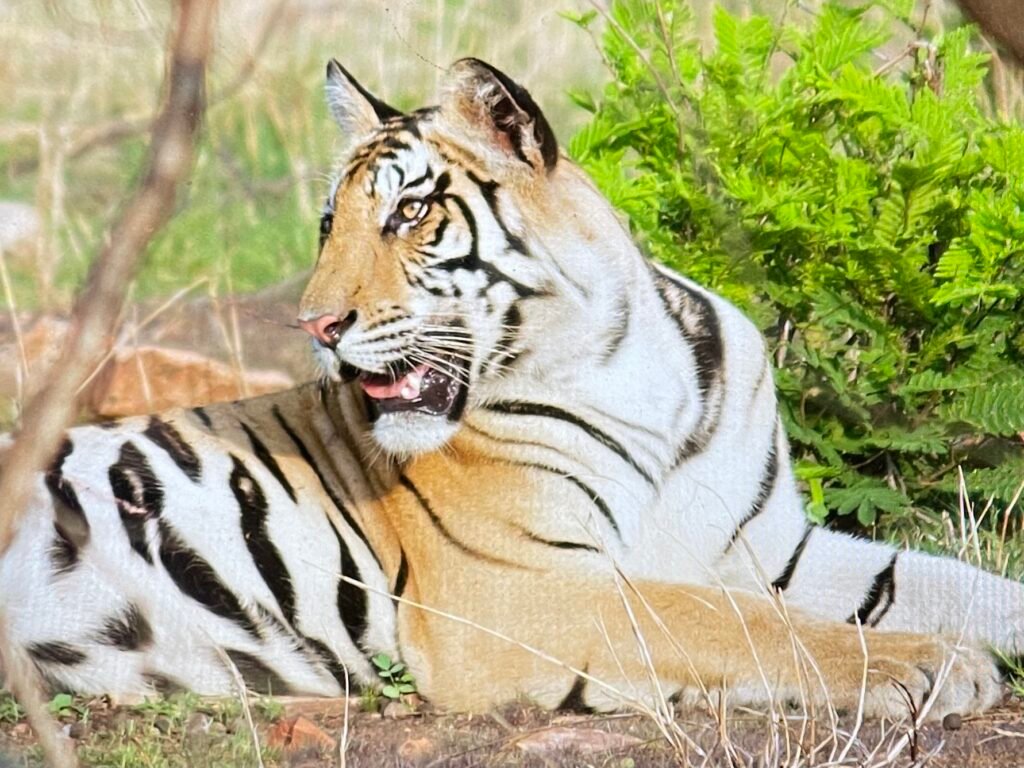 Tiger panna national park, india