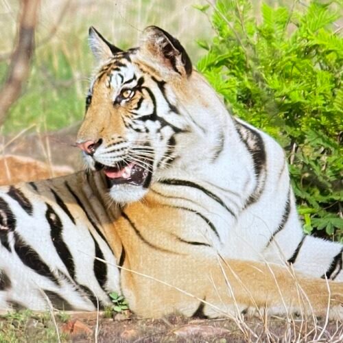 Tiger panna national park, india
