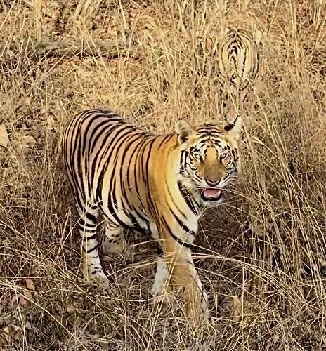 Safari della tigre del Bengala a Kanha e Bandhavgarh