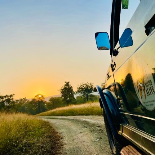 Jeep safari in Ranthambore