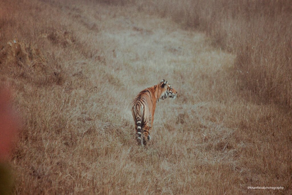 Safari della tigre del Bengala a Kanha e Bandhavgarh