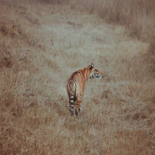 Safari della tigre del Bengala a Kanha e Bandhavgarh
