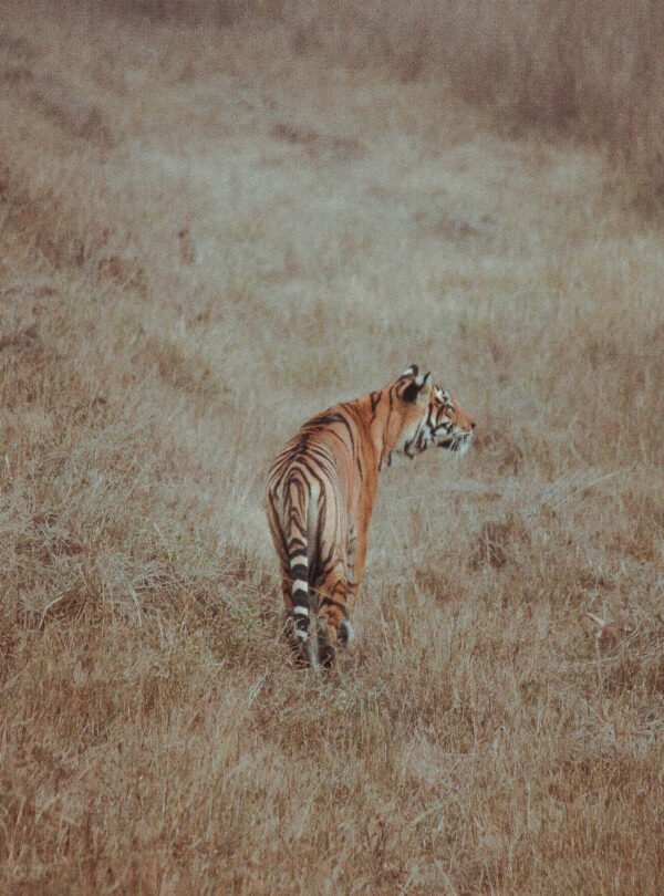 Safari della tigre del Bengala a Kanha e Bandhavgarh