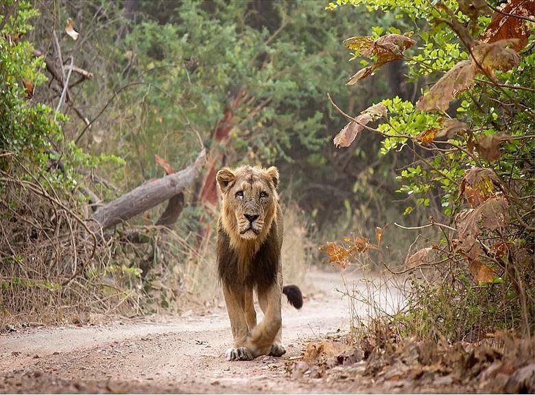 Leone asiatico nel Parco Nazionale di Gir in Gujarat